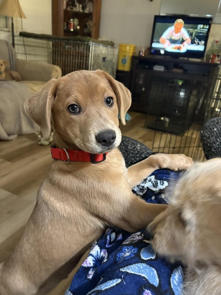 Enlarge Rowan, a Adoptable mixed breed in Columbus, OH image 3/5