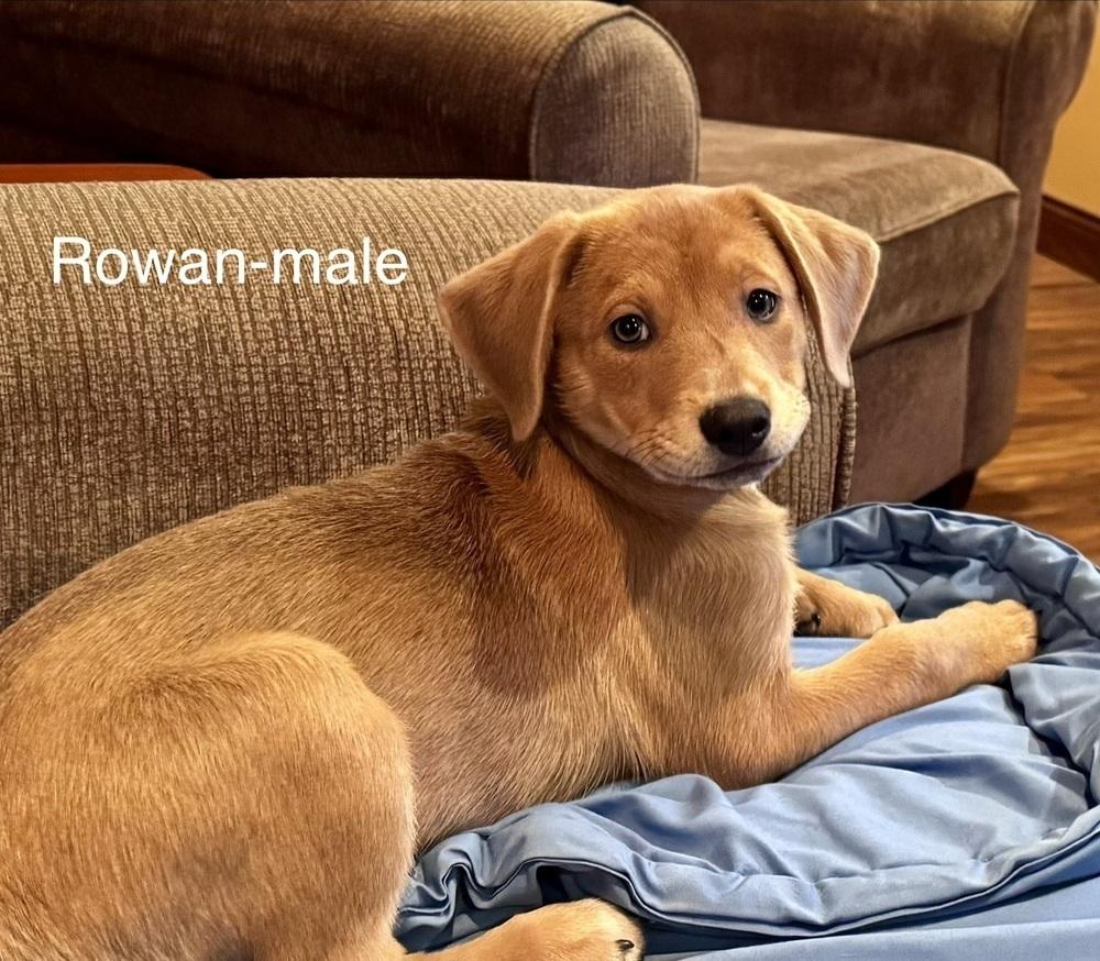 Enlarge Rowan, a Adoptable mixed breed in Columbus, OH image 4/5