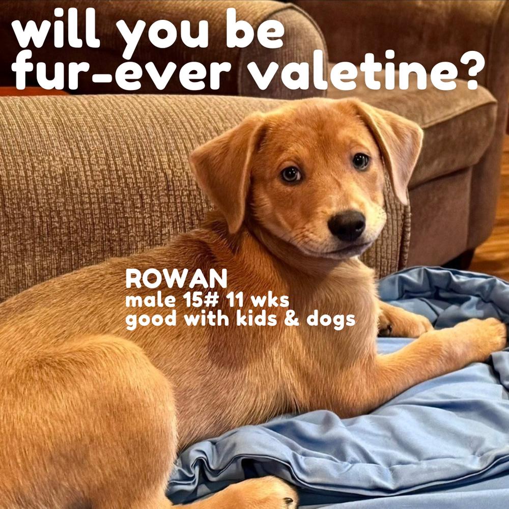 Enlarge Rowan, a Adoptable mixed breed in Columbus, OH image 5/5