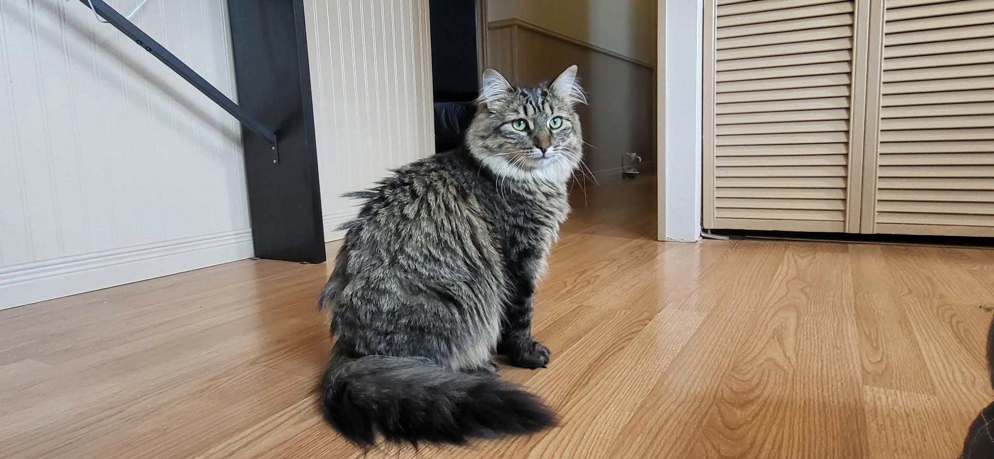 Enlarge Pecan & Marcona, a Adoptable Tabby in Ashton, ON image 5/5