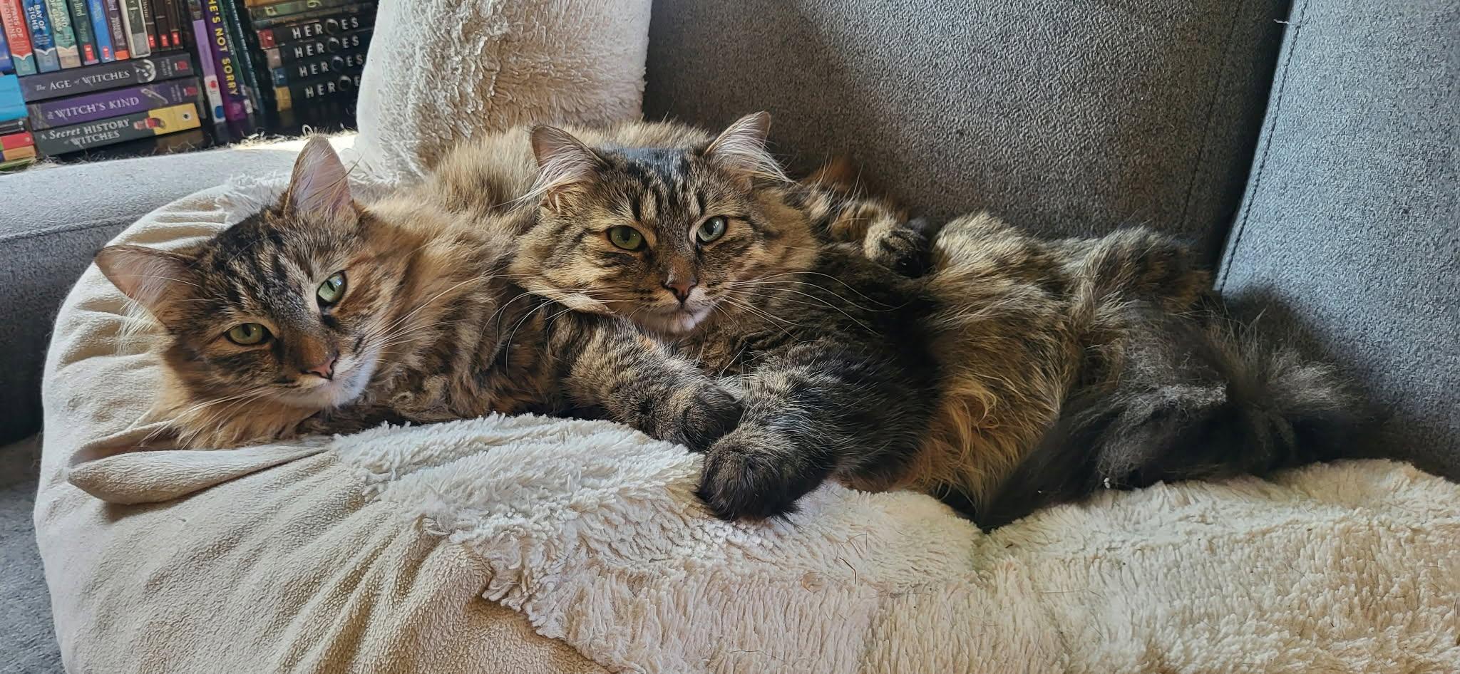 Pecan & Marcona, Adoptable, Adult Female Tabby.