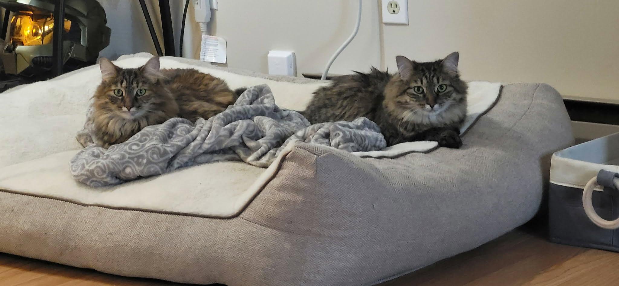 Enlarge Pecan & Marcona, a Adoptable Tabby in Ashton, ON image 2/5