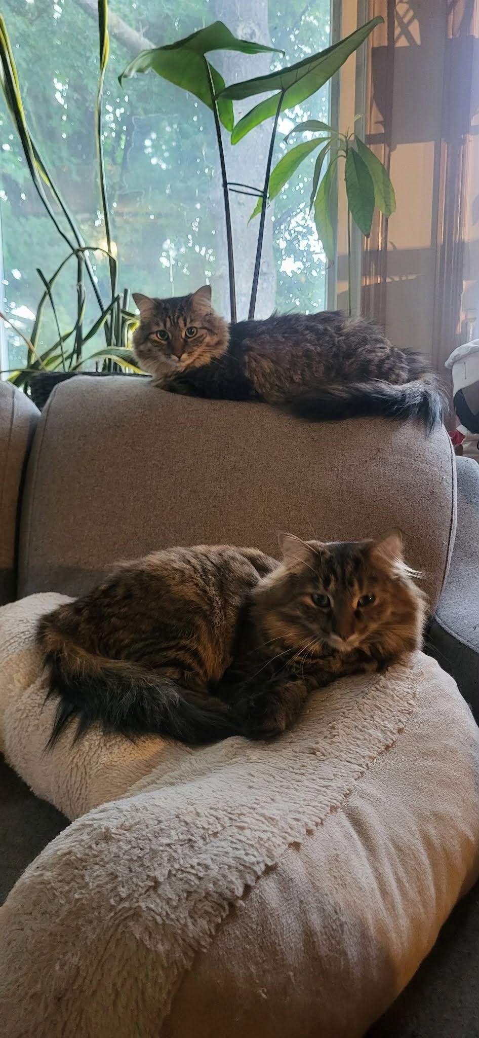 Enlarge Pecan & Marcona, a Adoptable Tabby in Ashton, ON image 3/5