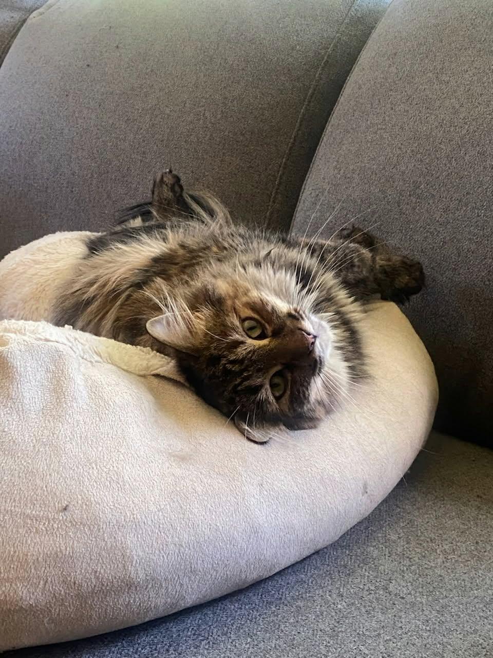 Enlarge Pecan & Marcona, a Adoptable Tabby in Ashton, ON image 4/5