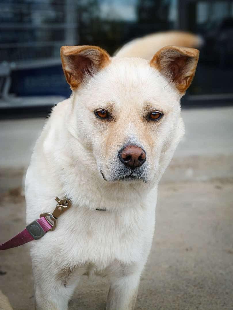 Taps, an adoptable Jindo in Edmonton, AB, T5Y 3N6 | Photo Image 2