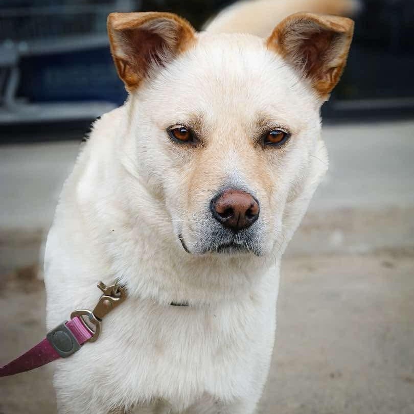 Taps, an adoptable Jindo in Edmonton, AB, T5Y 3N6 | Photo Image 3
