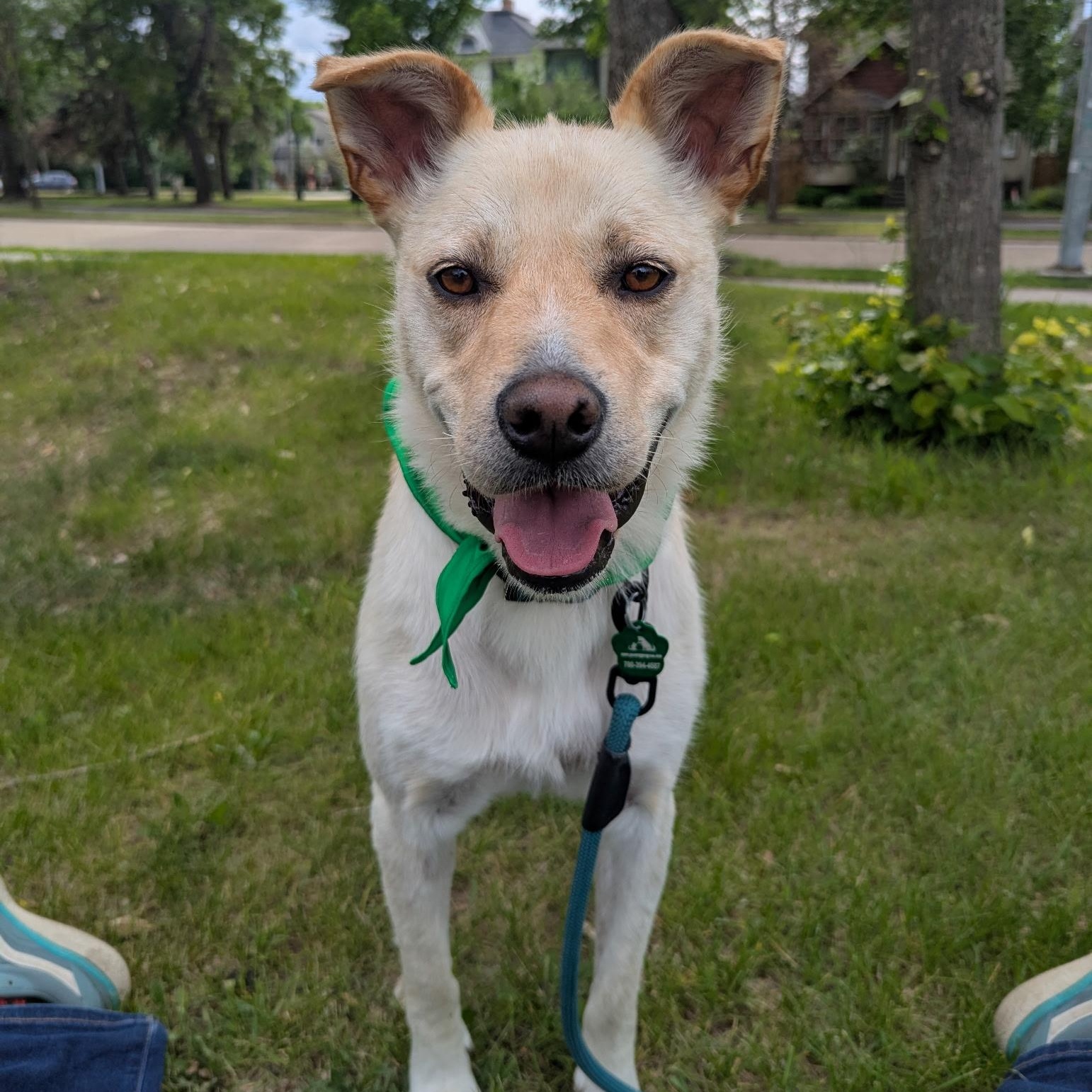 Taps, an adoptable Jindo in Edmonton, AB, T5Y 3N6 | Photo Image 1