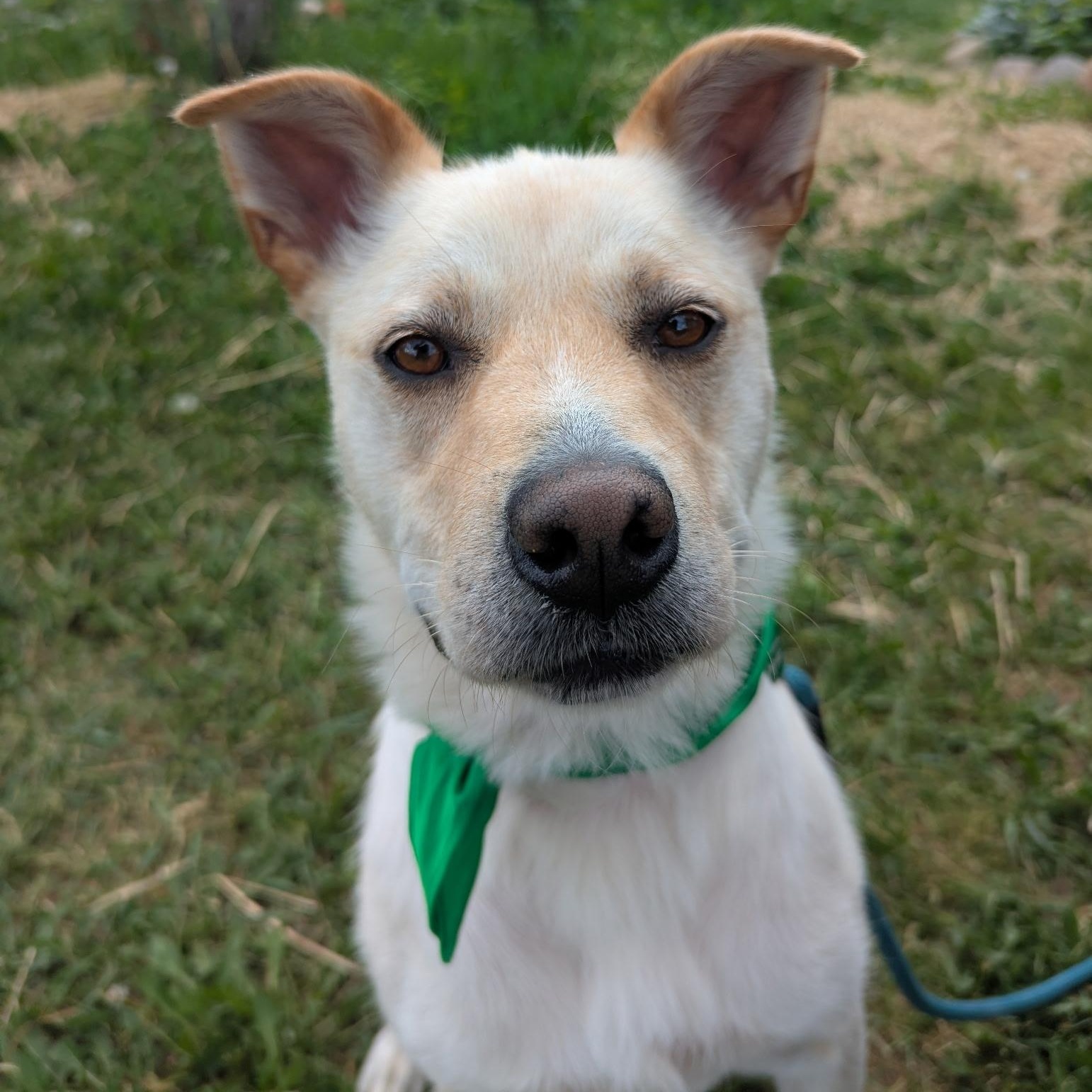 Taps, an adoptable Jindo in Edmonton, AB, T5Y 3N6 | Photo Image 6