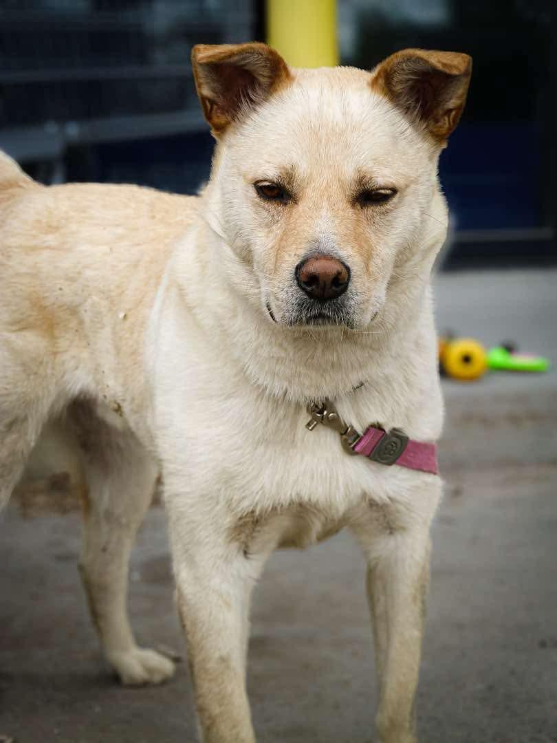Taps, an adoptable Jindo in Edmonton, AB, T5Y 3N6 | Photo Image 4