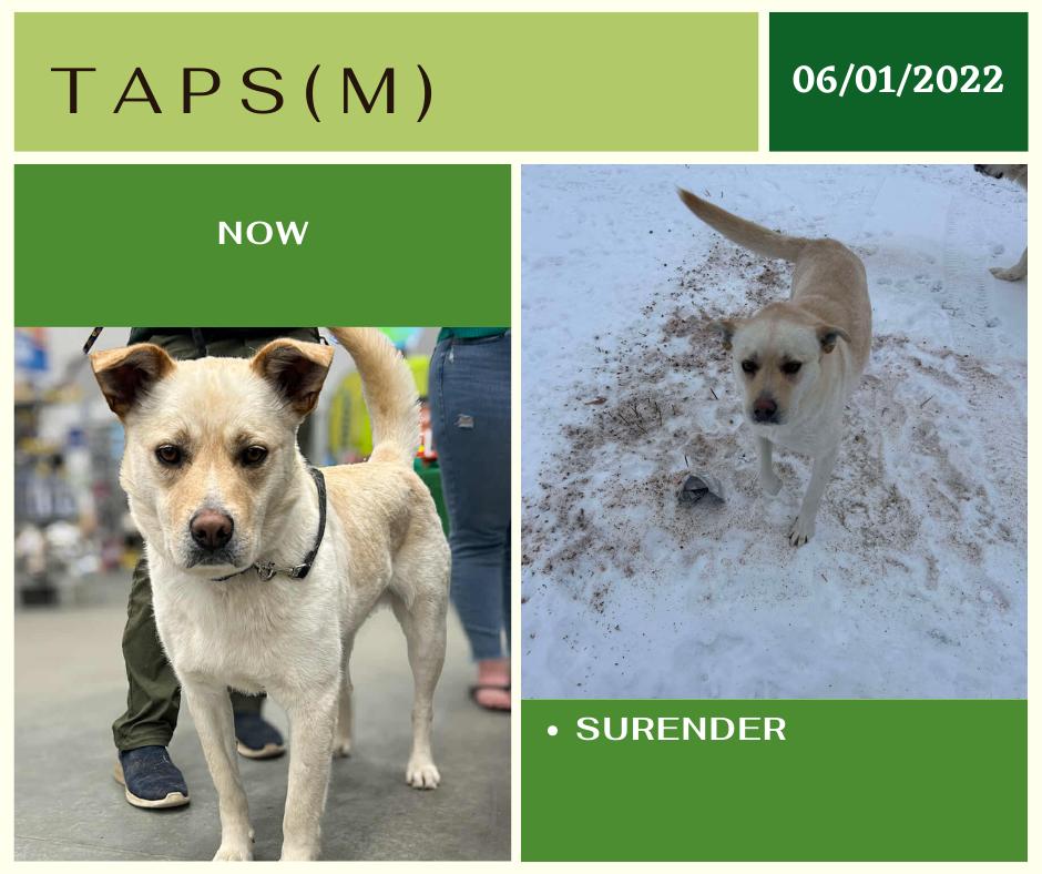 Taps, an adoptable Jindo in Edmonton, AB, T5Y 3N6 | Photo Image 1
