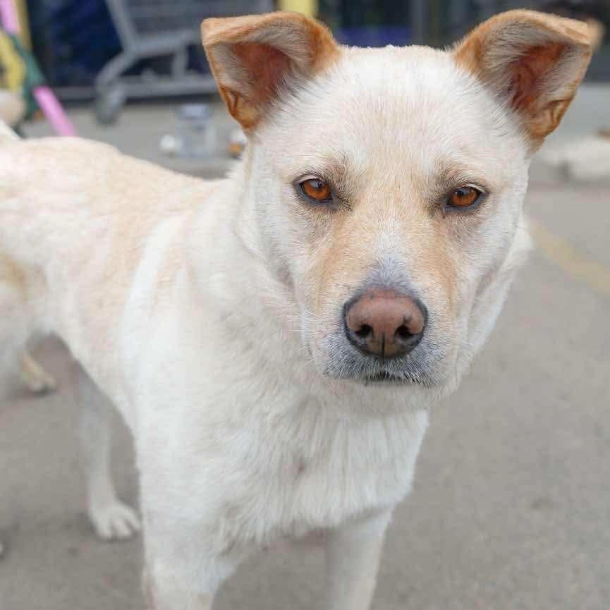 Taps, an adoptable Jindo in Edmonton, AB, T5Y 3N6 | Photo Image 5