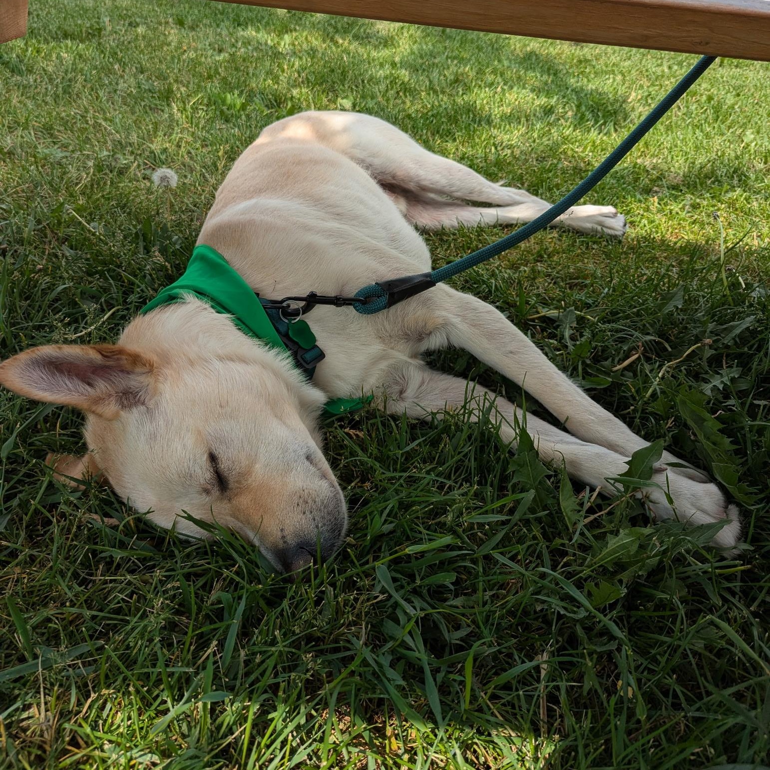 Taps, an adoptable Jindo in Edmonton, AB, T5Y 3N6 | Photo Image 2