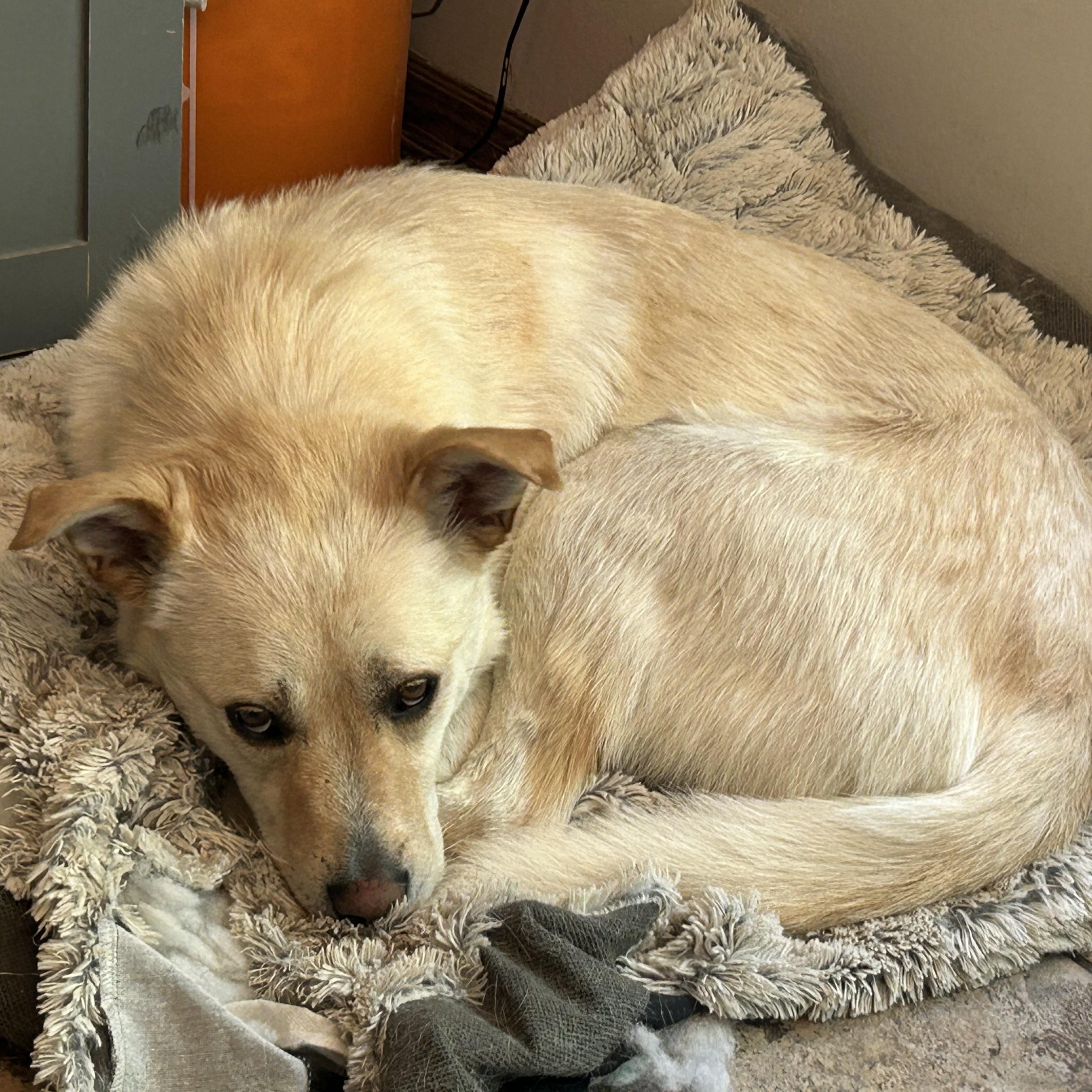 Taps, an adoptable Jindo in Edmonton, AB, T5Y 3N6 | Photo Image 4