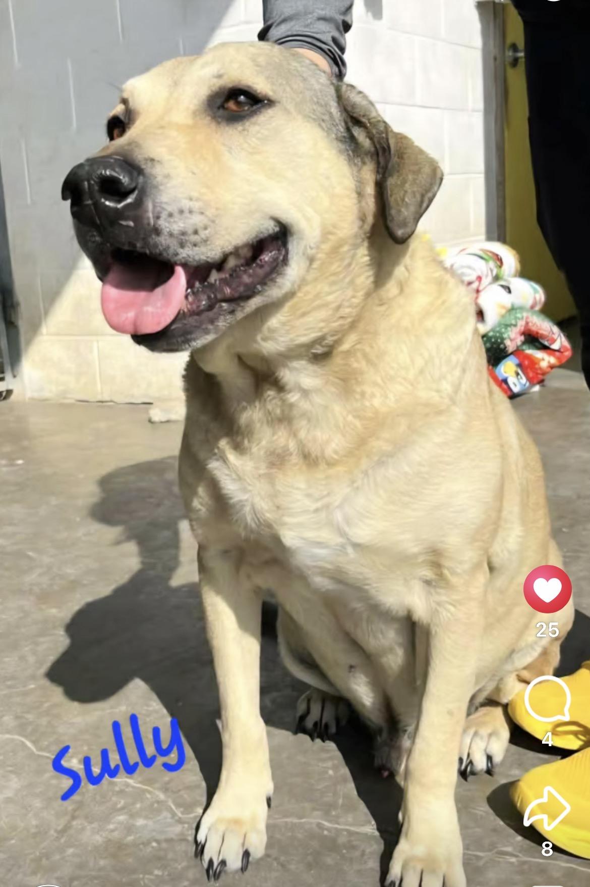 Sully, a Adoptable mixed breed in Port Lavaca, TX image 3/3