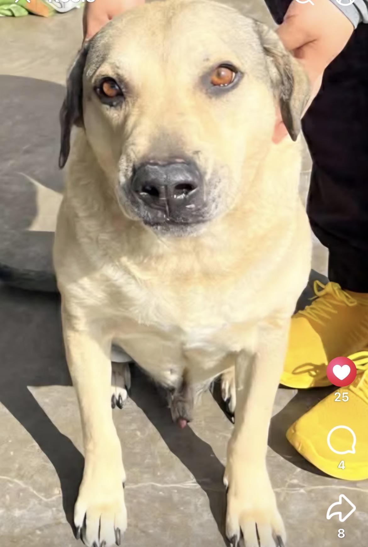 Sully, a Adoptable mixed breed in Port Lavaca, TX image 2/3