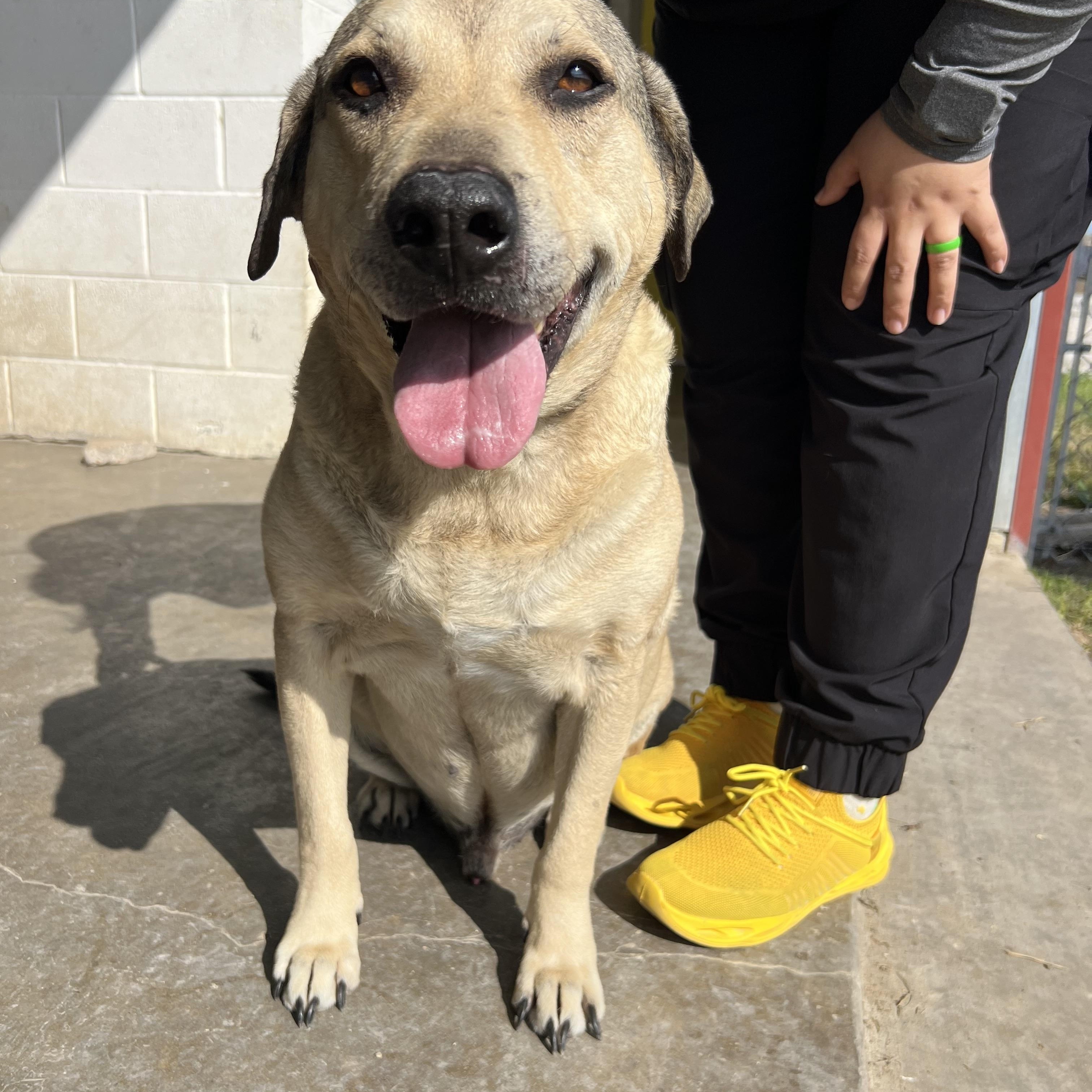 Sully, Adoptable, Senior Male Labrador Retriever & Shepherd.