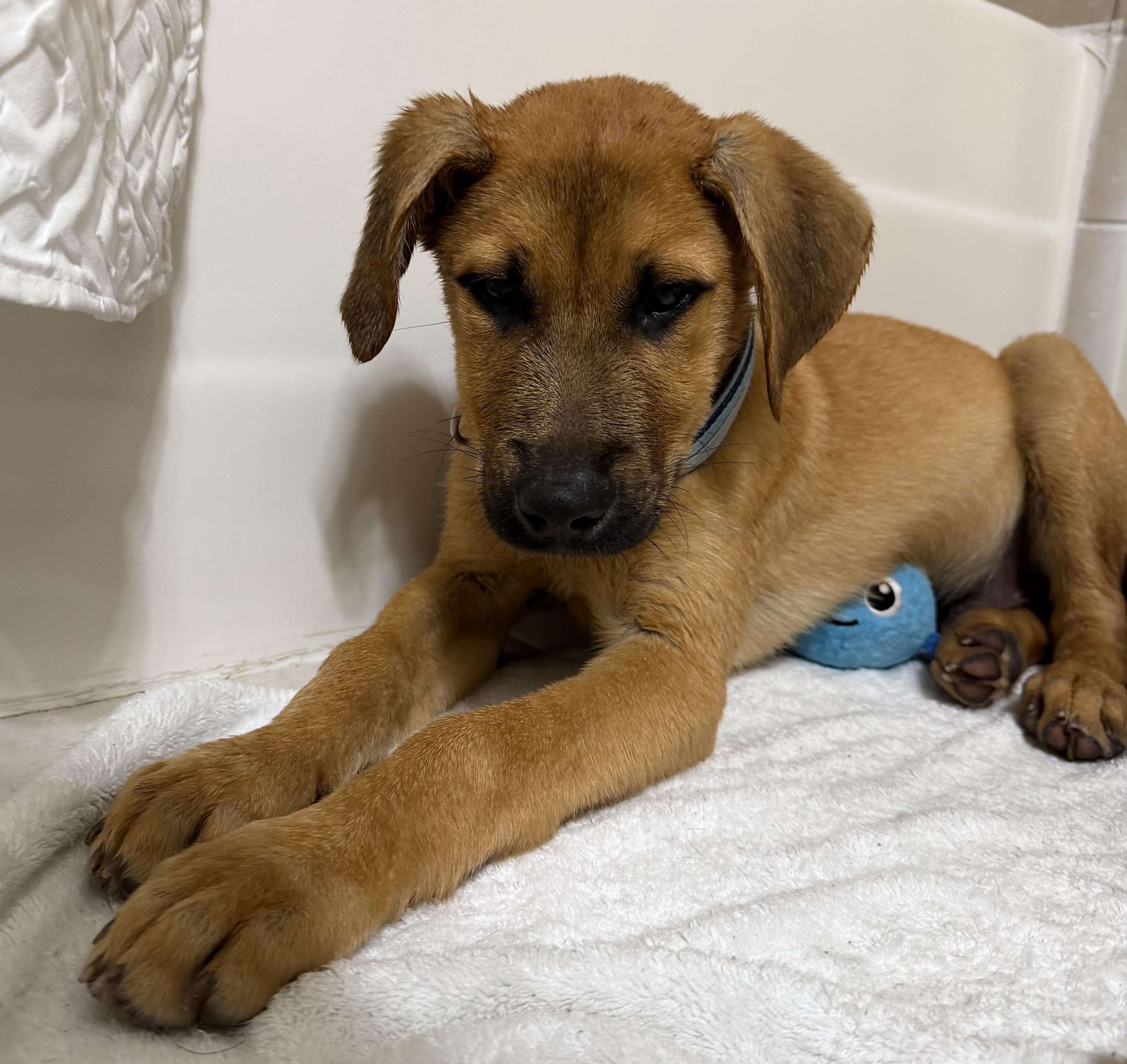 Scooby Doo — thumbnail 2