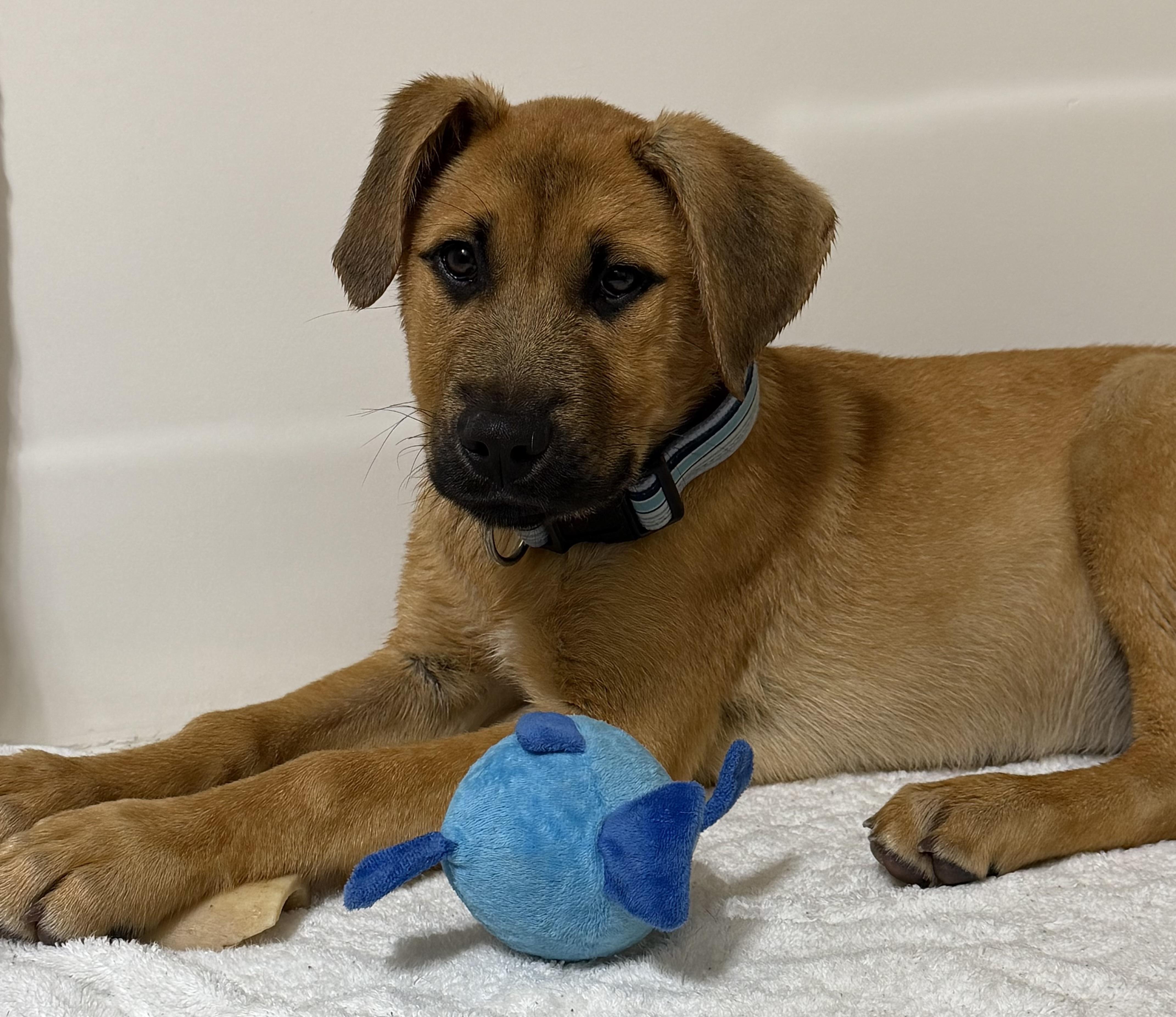 Scooby Doo — thumbnail 3