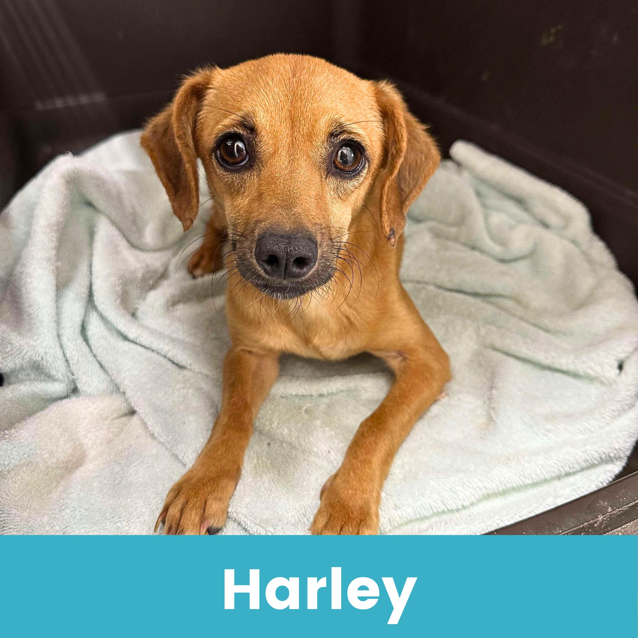 Harley, Adoptable, Young Female Mixed Breed.