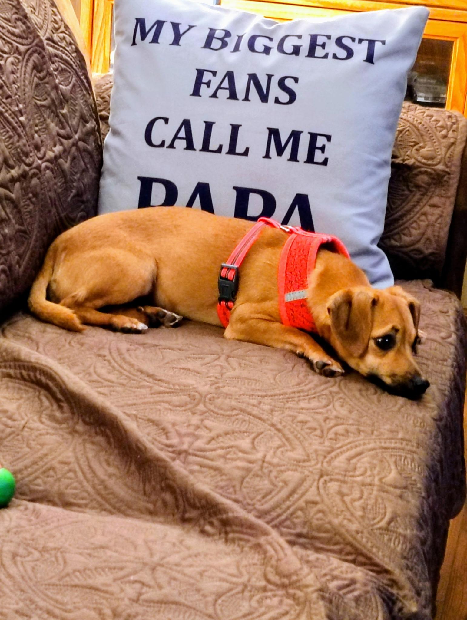 Harley, a Adoptable Mixed Breed in Rochester , NY image 2/4