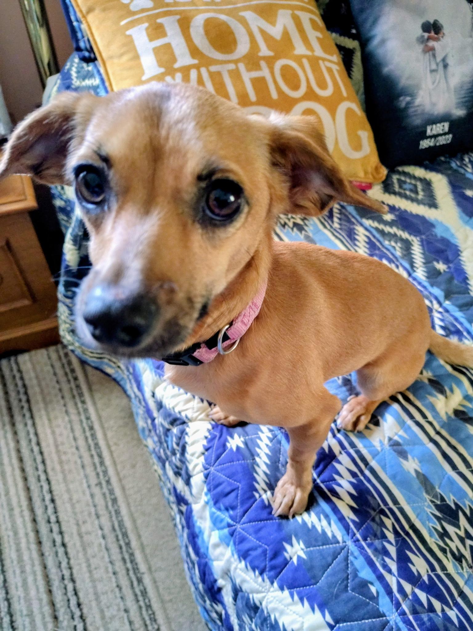 Harley, a Adoptable Mixed Breed in Rochester , NY image 4/4