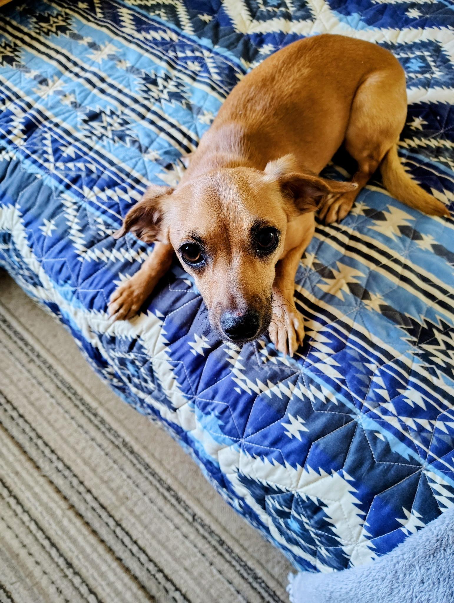 Harley, a Adoptable Mixed Breed in Rochester , NY image 3/4