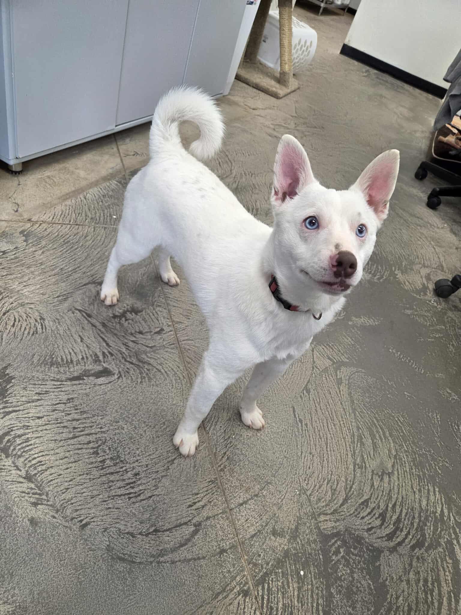 Screech, a ADOPTABLE Mixed Breed in Roosevelt, UT image 4/5
