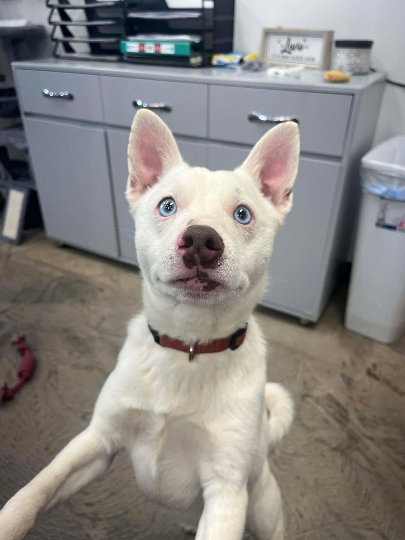 Screech, a ADOPTABLE Mixed Breed in Roosevelt, UT image 3/5