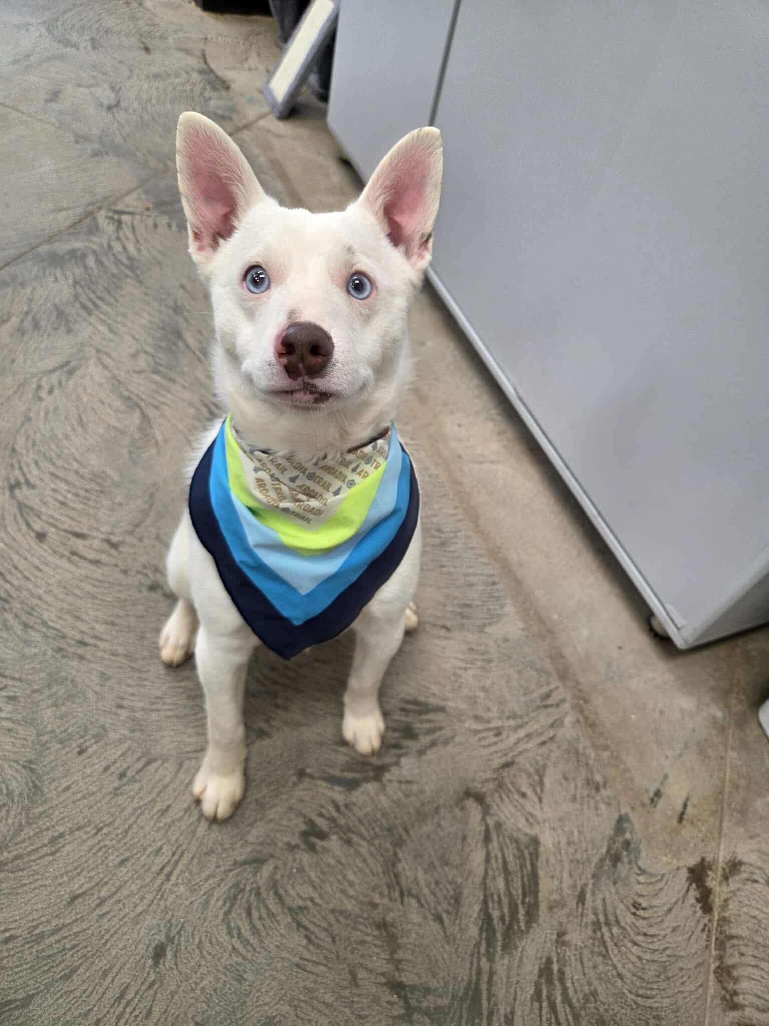 Screech, ADOPTABLE, Young Male Mixed Breed.