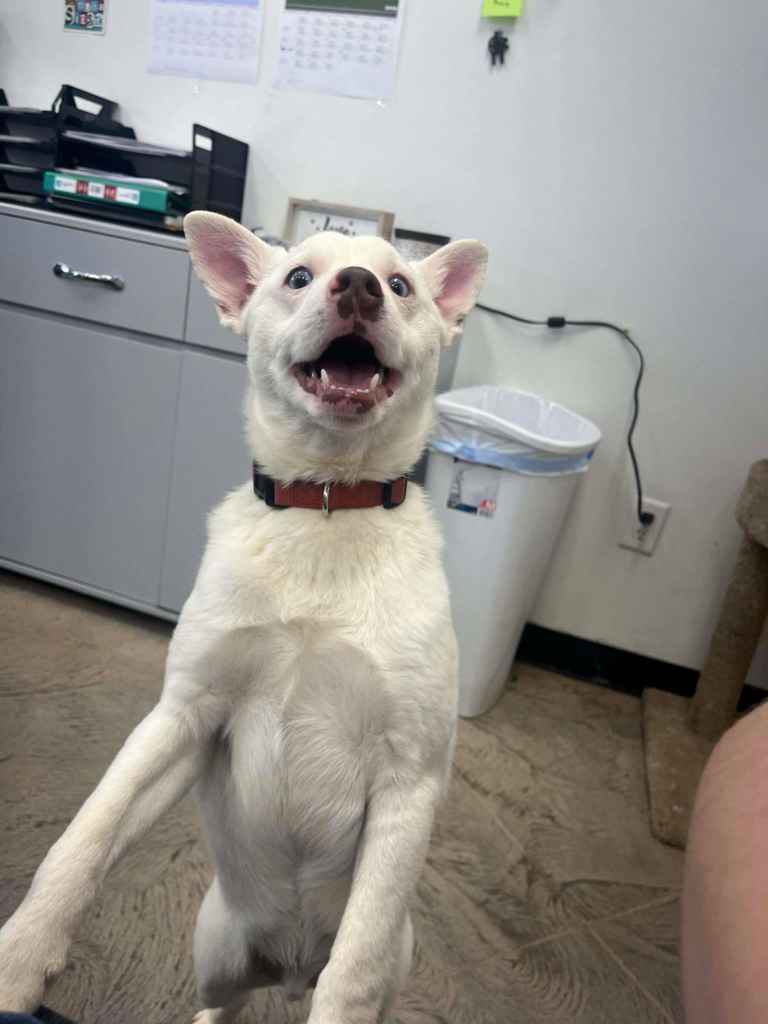 Screech, a ADOPTABLE Mixed Breed in Roosevelt, UT image 5/5