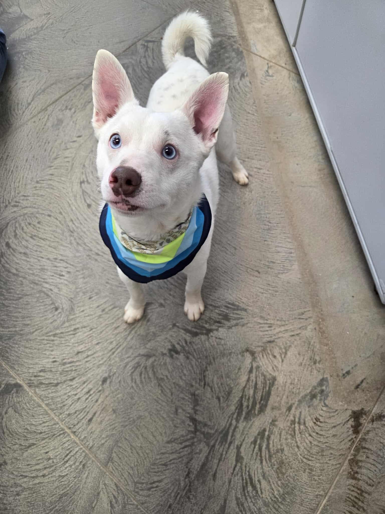 Screech, a ADOPTABLE Mixed Breed in Roosevelt, UT image 2/5