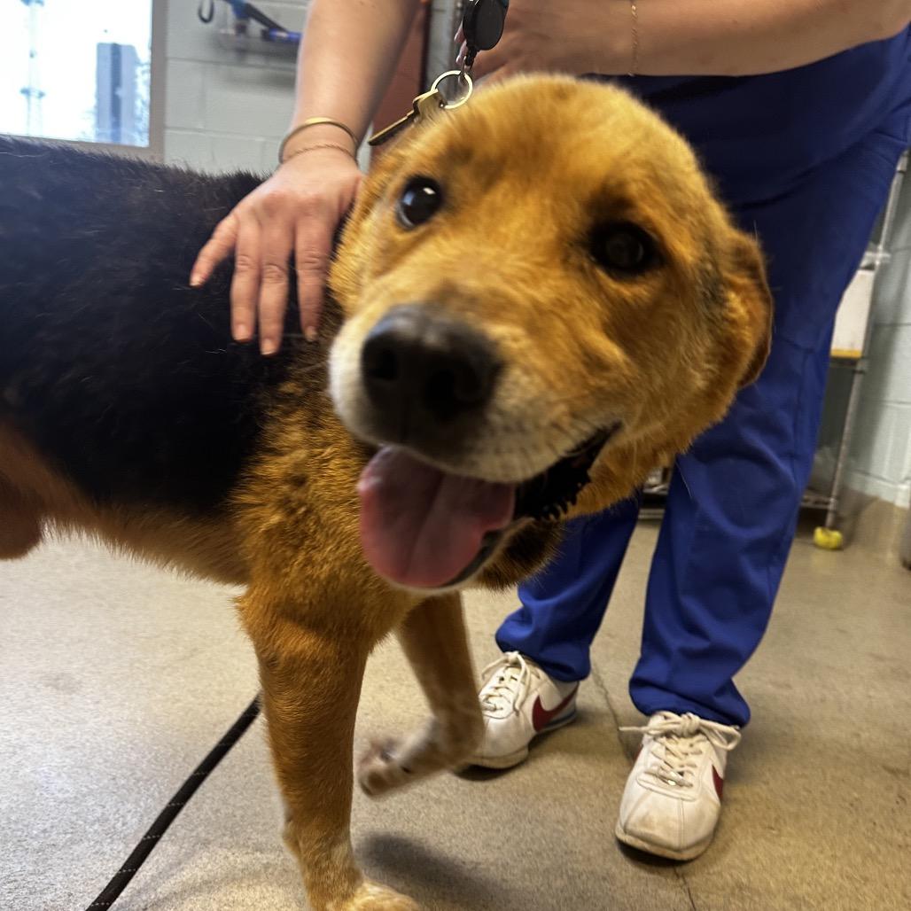 Enlarge Arnie, a Adoptable Mixed Breed in Fredericksburg, VA image 1/4