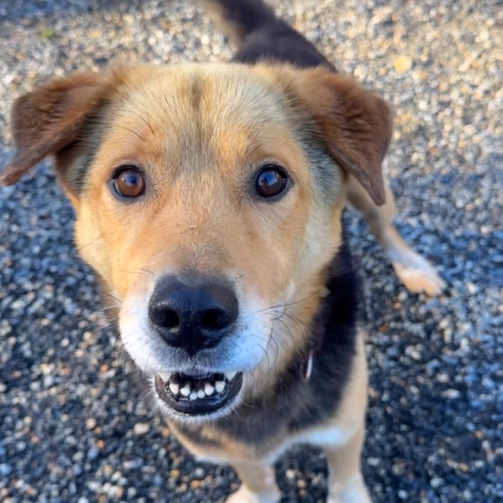 Enlarge Arnie, a Adoptable Mixed Breed in Fredericksburg, VA image 2/4