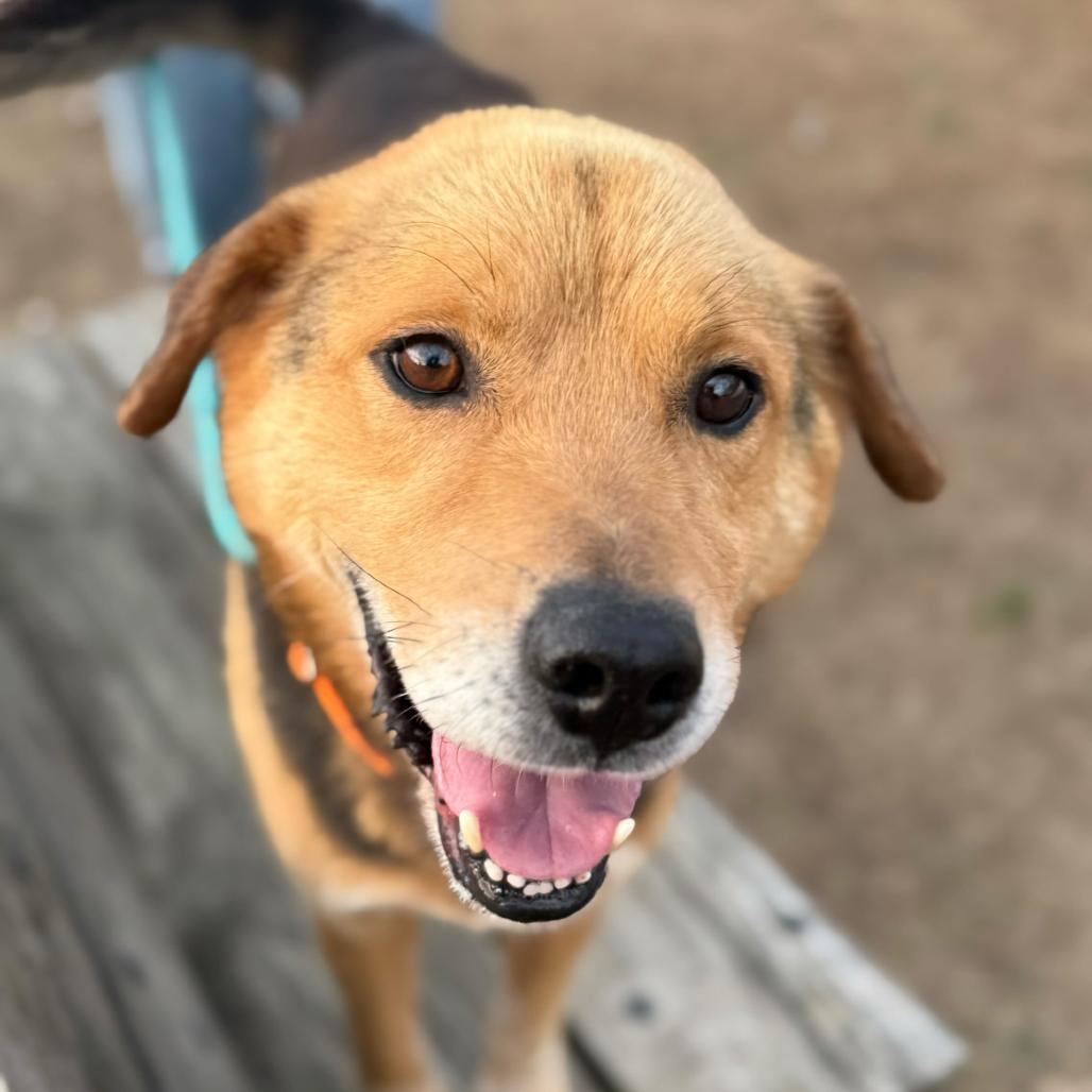 Enlarge Arnie, a Adoptable Mixed Breed in Fredericksburg, VA image 3/4