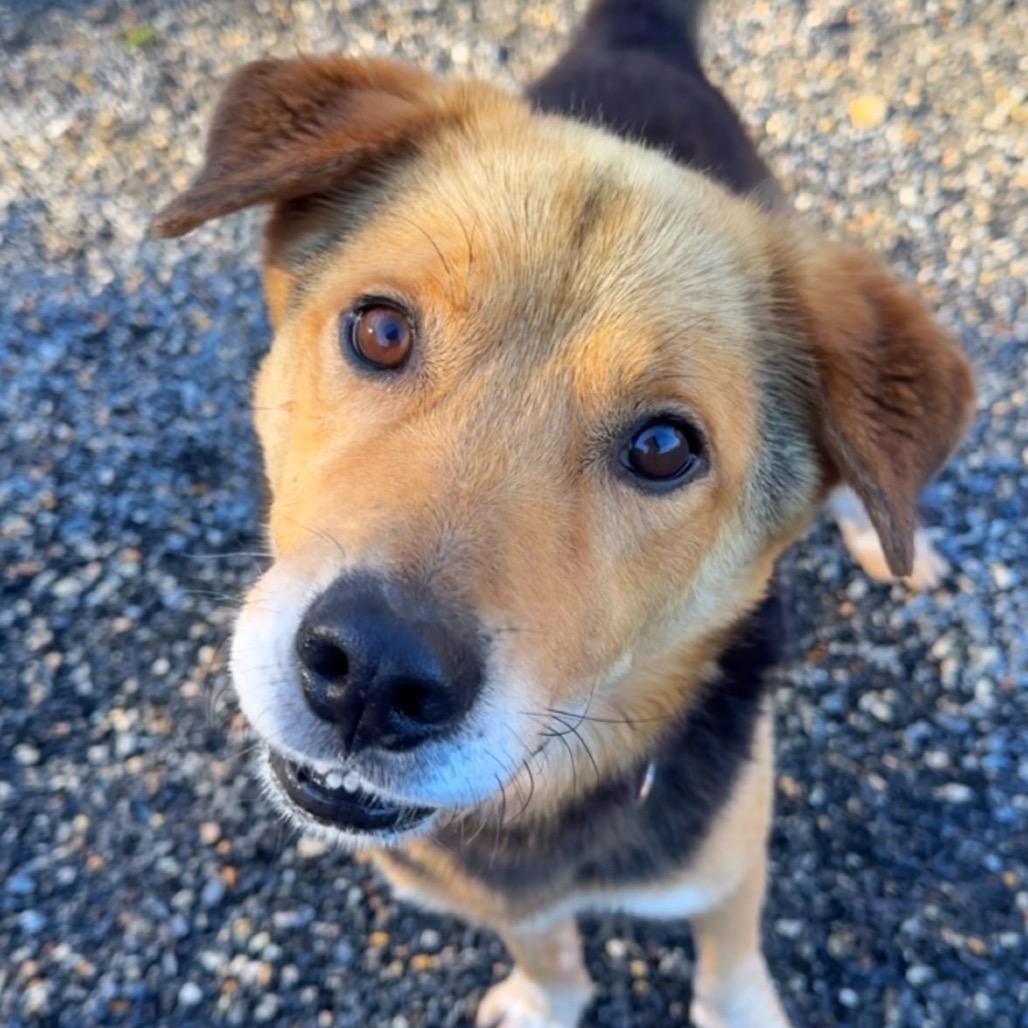 Enlarge Arnie, a Adoptable Mixed Breed in Fredericksburg, VA image 4/4