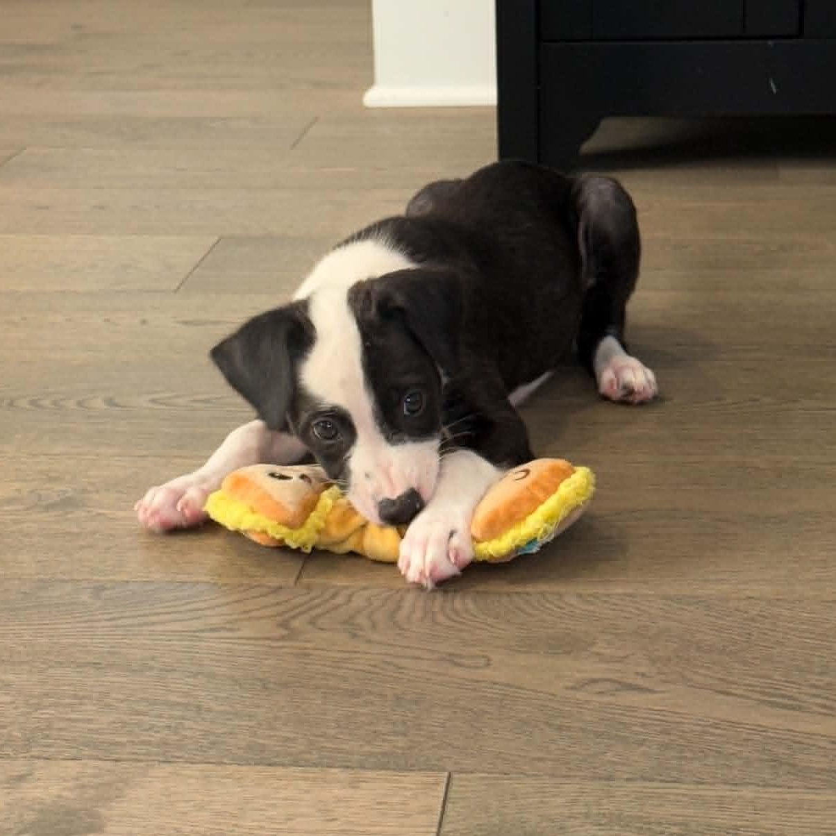 Enlarge Jelly, a ADOPTABLE mixed breed in Sunderland, MD image 4/4