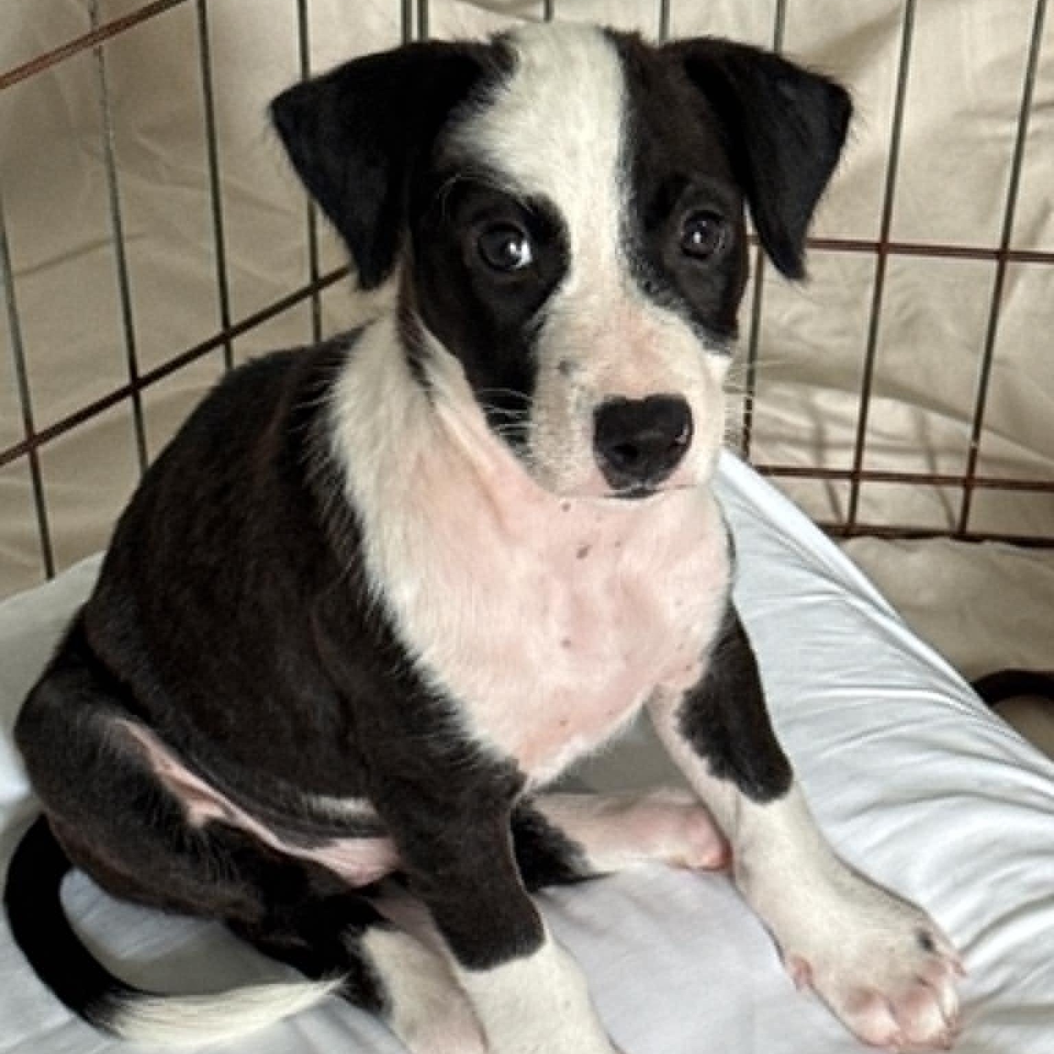 Enlarge Jelly, a ADOPTABLE mixed breed in Sunderland, MD image 3/4