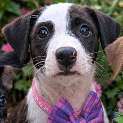 Enlarge Jelly, a ADOPTABLE mixed breed in Sunderland, MD image 1/4
