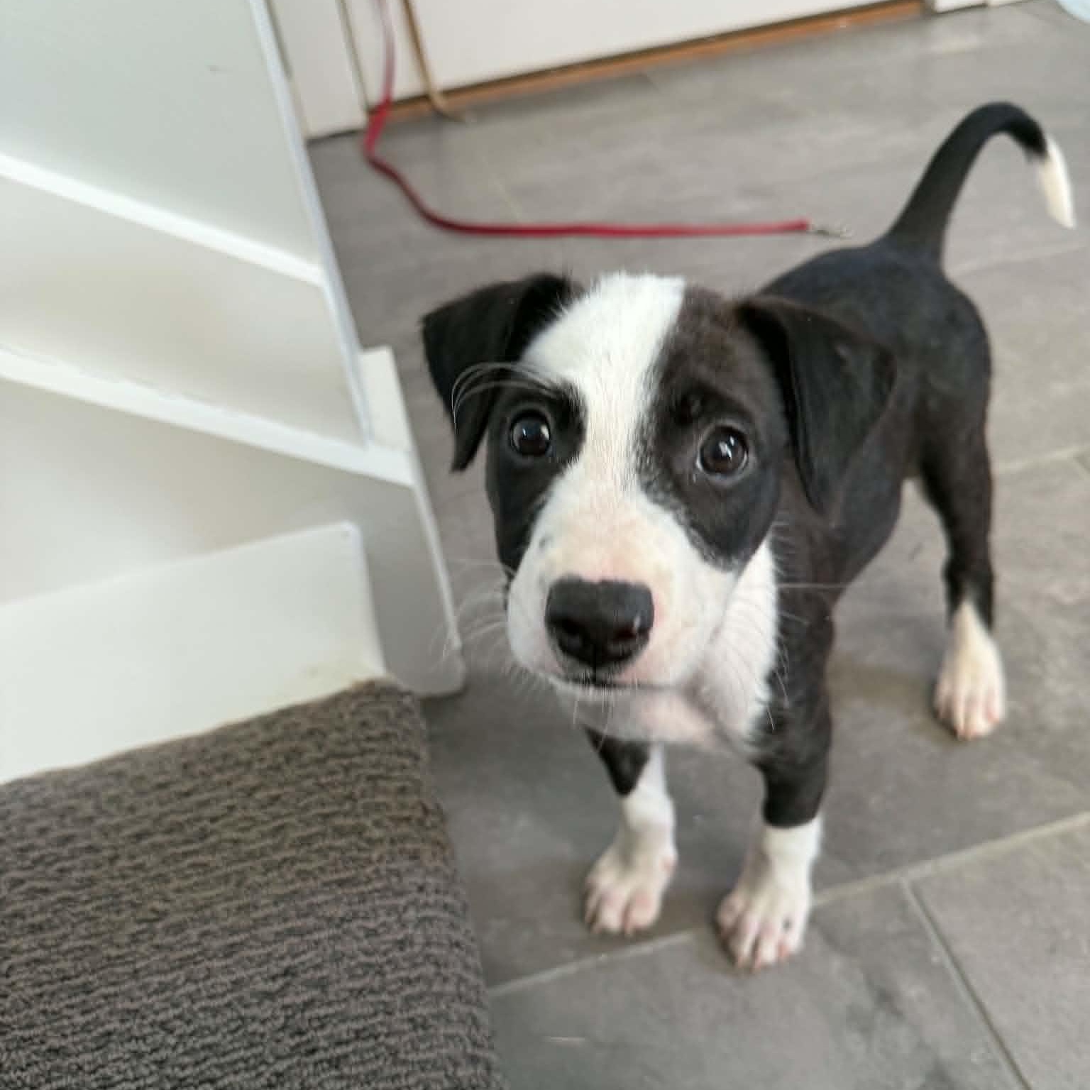 Enlarge Jelly, a ADOPTABLE mixed breed in Sunderland, MD image 2/4