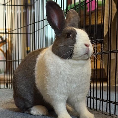 Enlarge Judy, a Adoptable Dutch in Baltimore, MD image 1/2