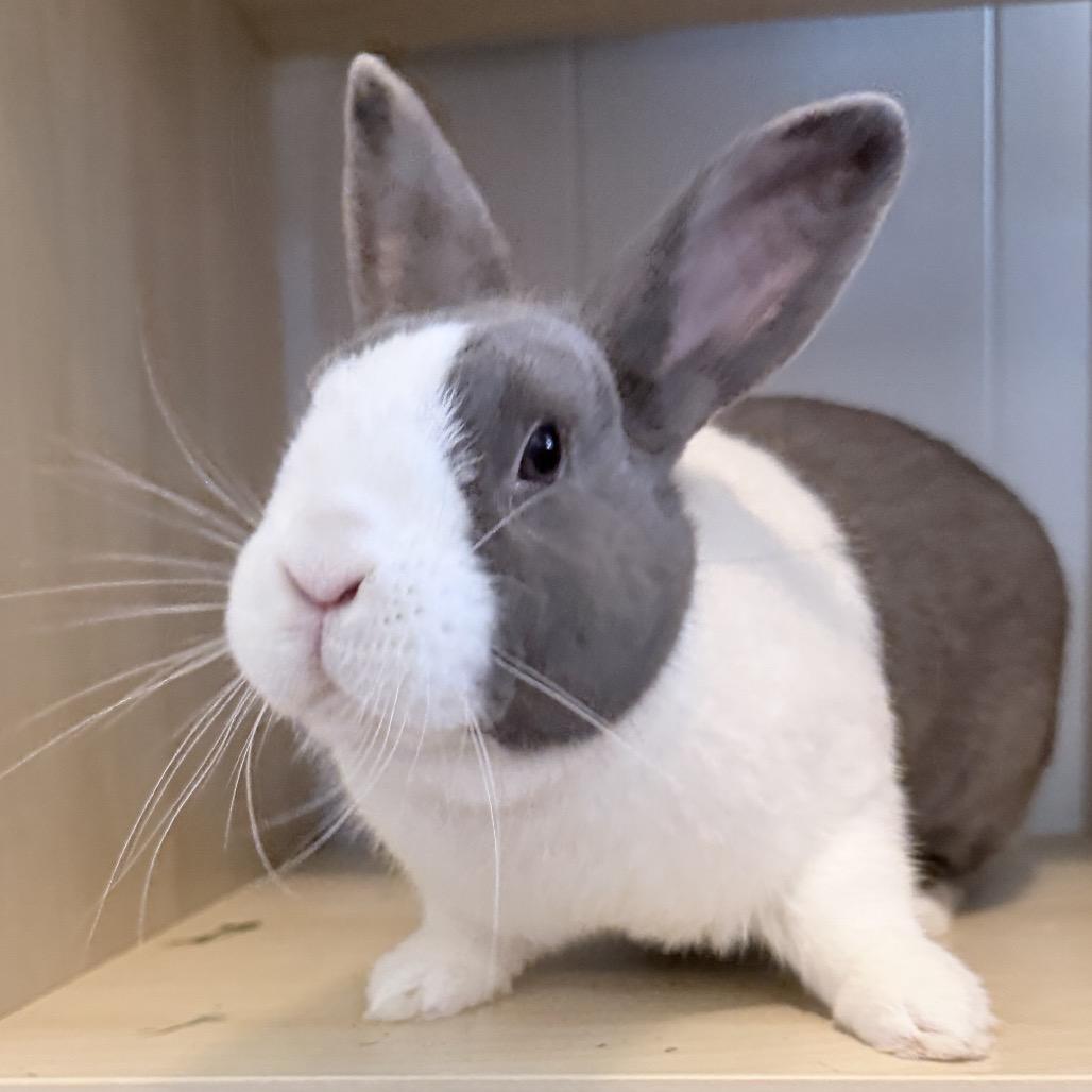 Judy, a Adoptable Dutch in Baltimore, MD image 2/5