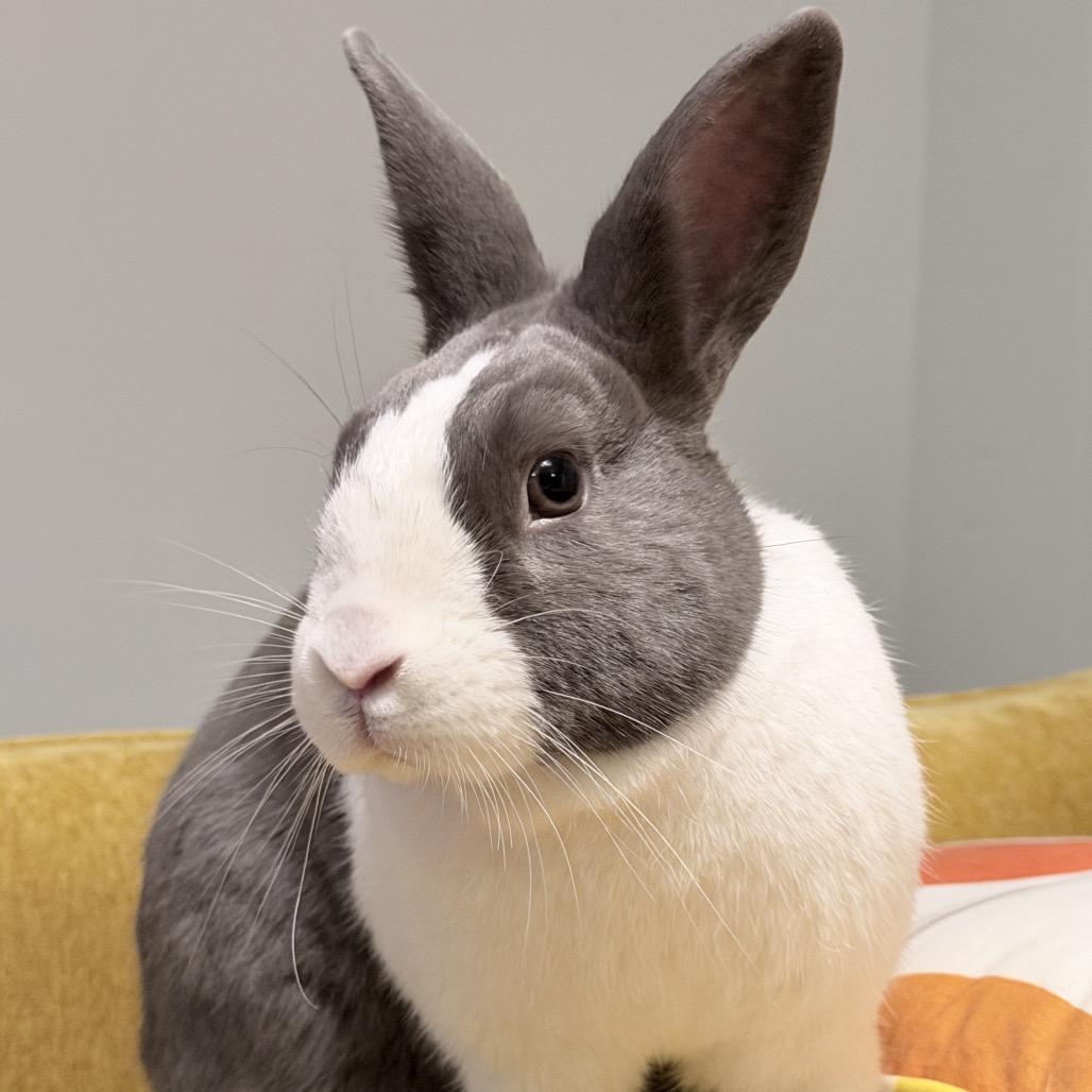 Judy, a Adoptable Dutch in Baltimore, MD image 3/5