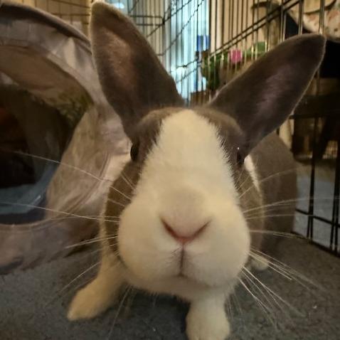 Enlarge Judy, a Adoptable Dutch in Baltimore, MD image 2/2