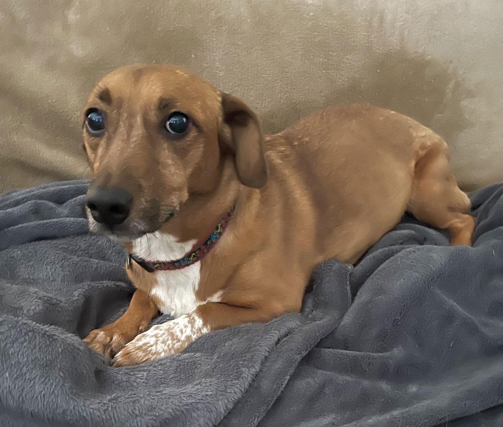 Carson, Adoptable, Adult Male Beagle & Dachshund.