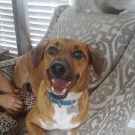 Enlarge Carson, a Adoptable mixed breed in Acworth, GA image 2/3