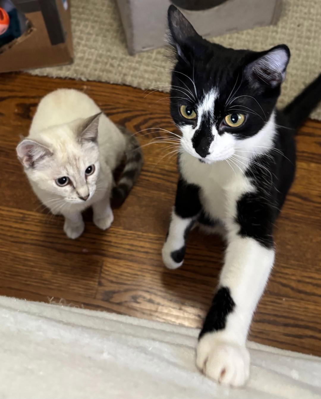 Winston and Sophie, Adoptable, Kitten Male Siamese & Domestic Short Hair.