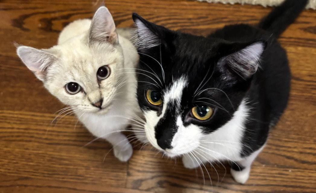 Enlarge Winston and Sophie, a Adoptable mixed breed in Shawnee, KS image 2/3