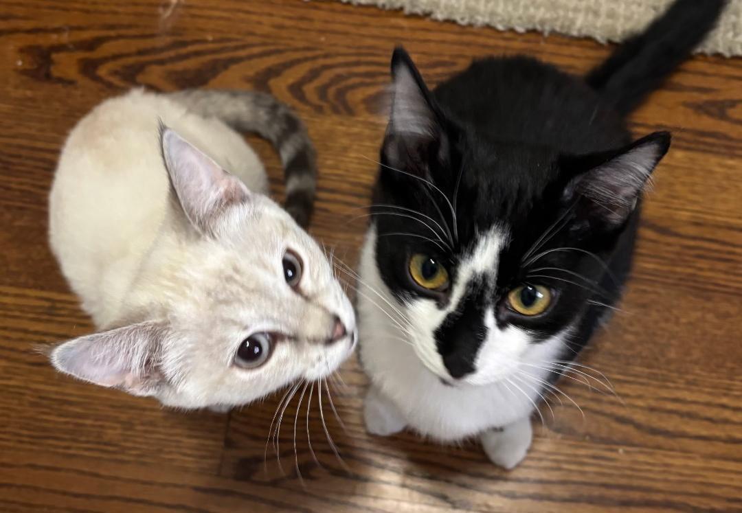 Enlarge Winston and Sophie, a Adoptable mixed breed in Shawnee, KS image 3/3