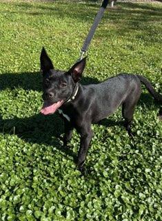 Leia: Adoption fee waived!, Adoptable, Young Female Labrador Retriever & Mixed Breed.