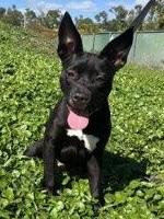 Enlarge Leia: Adoption fee waived!, a Adoptable mixed breed in Fort Myers, FL image 1/4